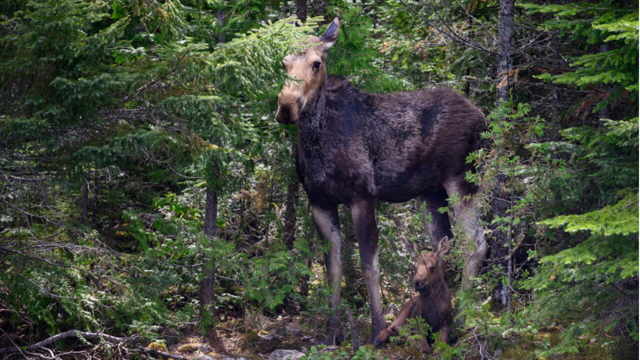 Canadian Moose Porn - Young moose crashes through school classroom window in Canada | Trending |  fox23.com