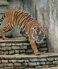 Tulsa Zoo welcomes new Malayan tiger cub