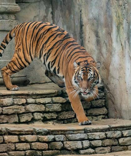 Tulsa Zoo Announces Malayan Tiger Cub Name - TulsaKids Magazine