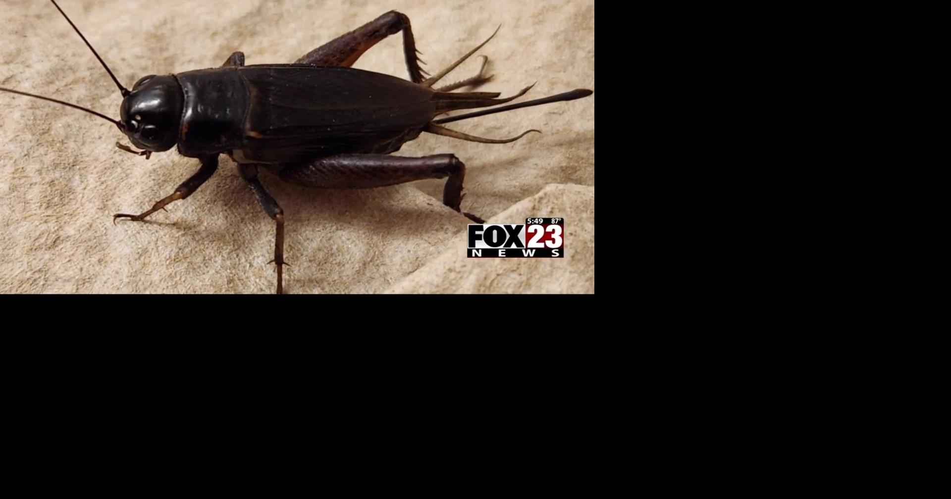 Why are Oklahomans seeing so many crickets? Local & State