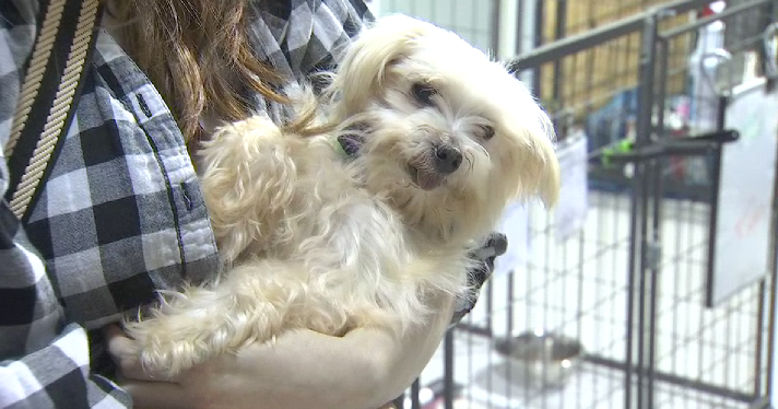 Maltese dogs up for adoption at animal rescue in Skiatook
