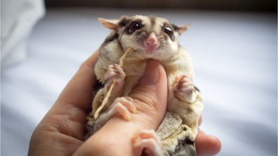 Free sugar cheap gliders for adoption