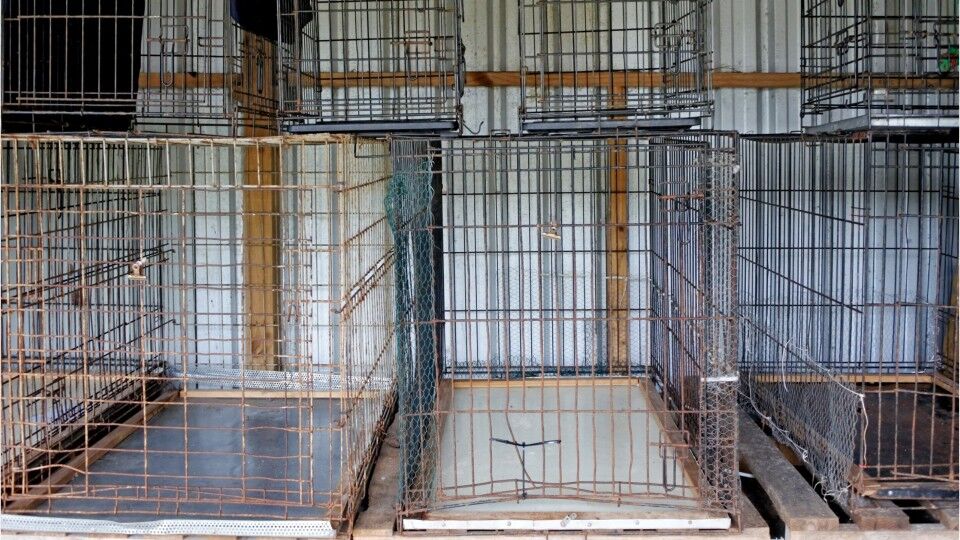 Olx dog hot sale cage