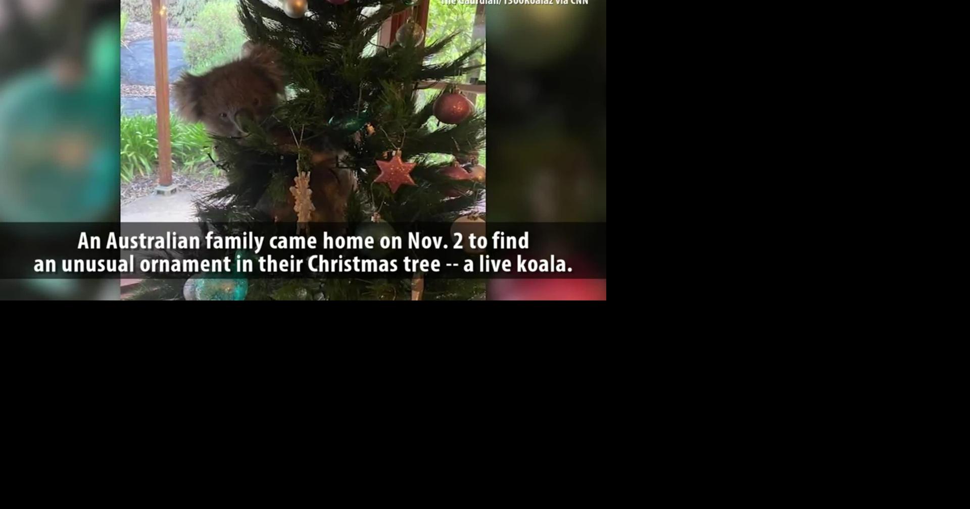 Australian family finds koala clinging to Christmas tree Trending