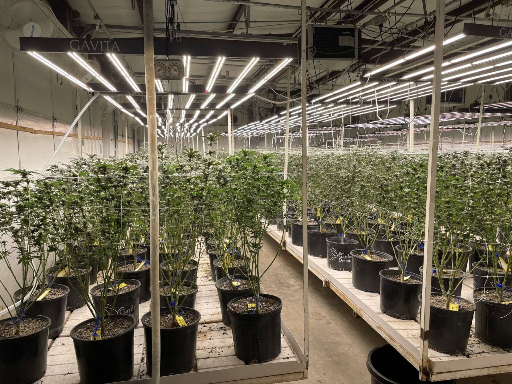 fox23.com - OBN seizes 5,136 plants, 1,525 pounds of processed marijuana in Locust Grove