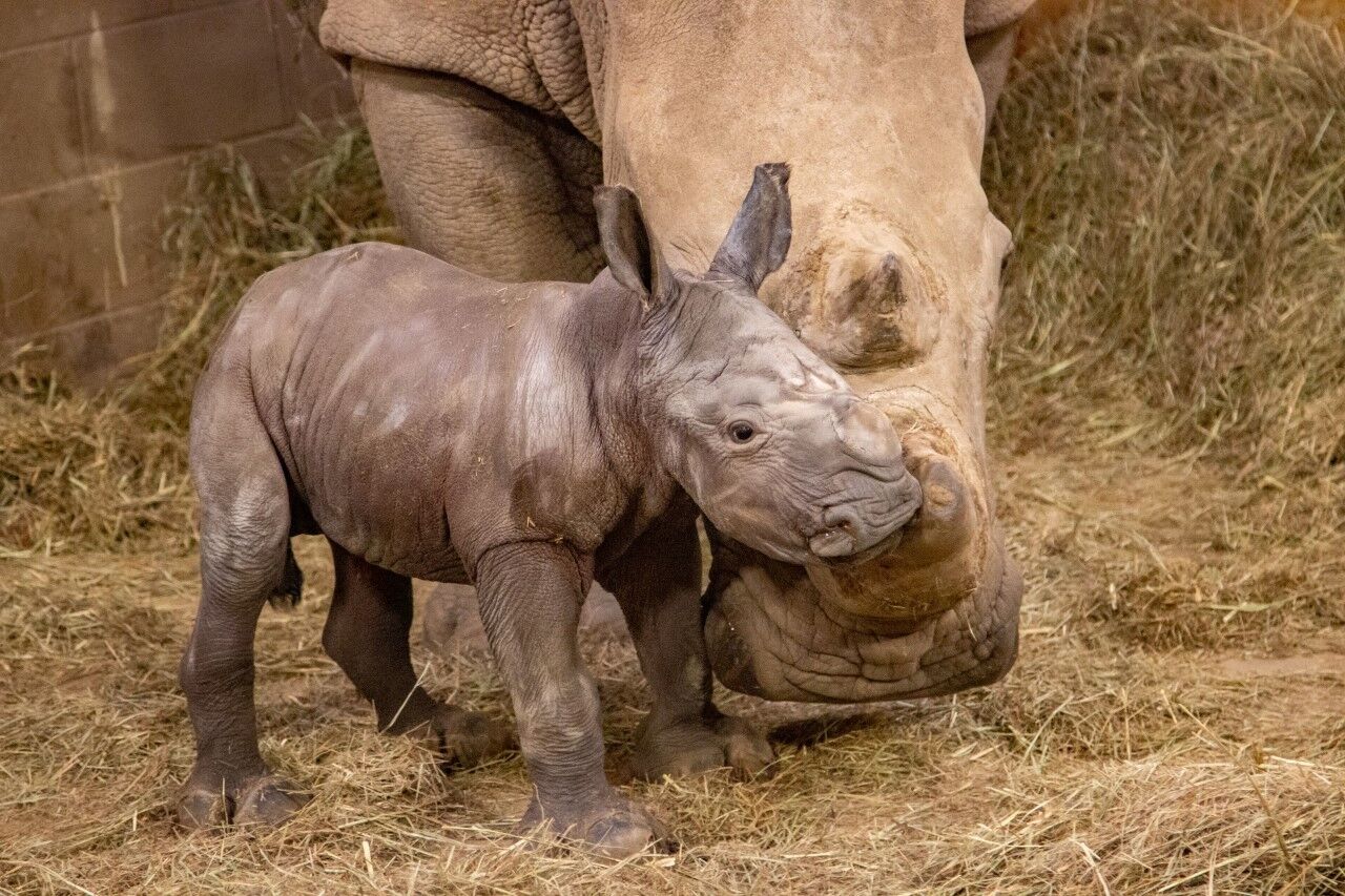 Tulsa Zoo announces birth of rare white rhino cub | Local & State