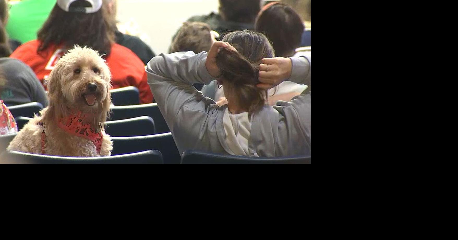 Photos: ‘Pucks and Paws’ lets people bring their dogs to Oilers game ...