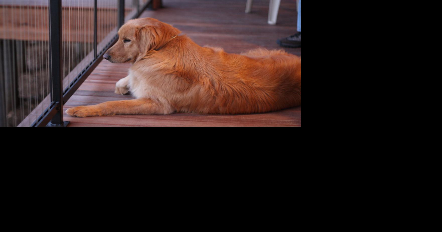 Petco bans the sale of shock collars Trending