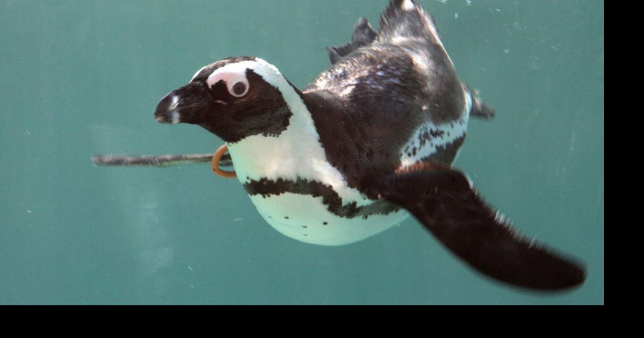 Matching outfits? Video shows penguin interacting with woman at Cincinnati  Zoo | Trending 