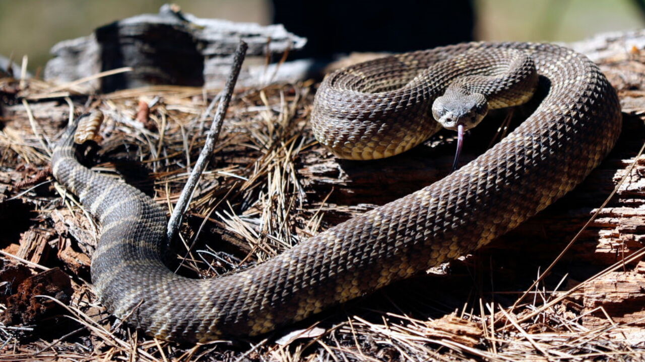 1280px x 720px - Snakes alive: 92 rattlesnakes retrieved from under California home |  Trending | fox23.com