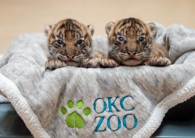 Little Rock Zoo celebrates the birth of three tiger cubs