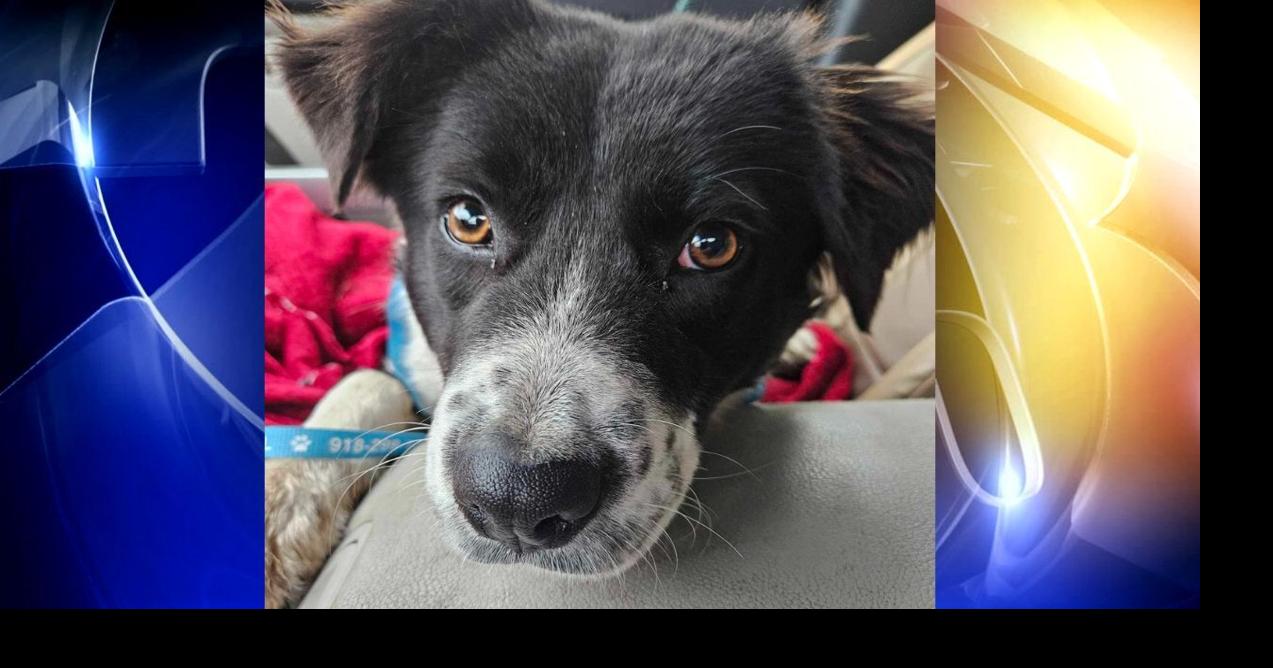 Animal Aid of Tulsa says missing dog has been found News fox23 com