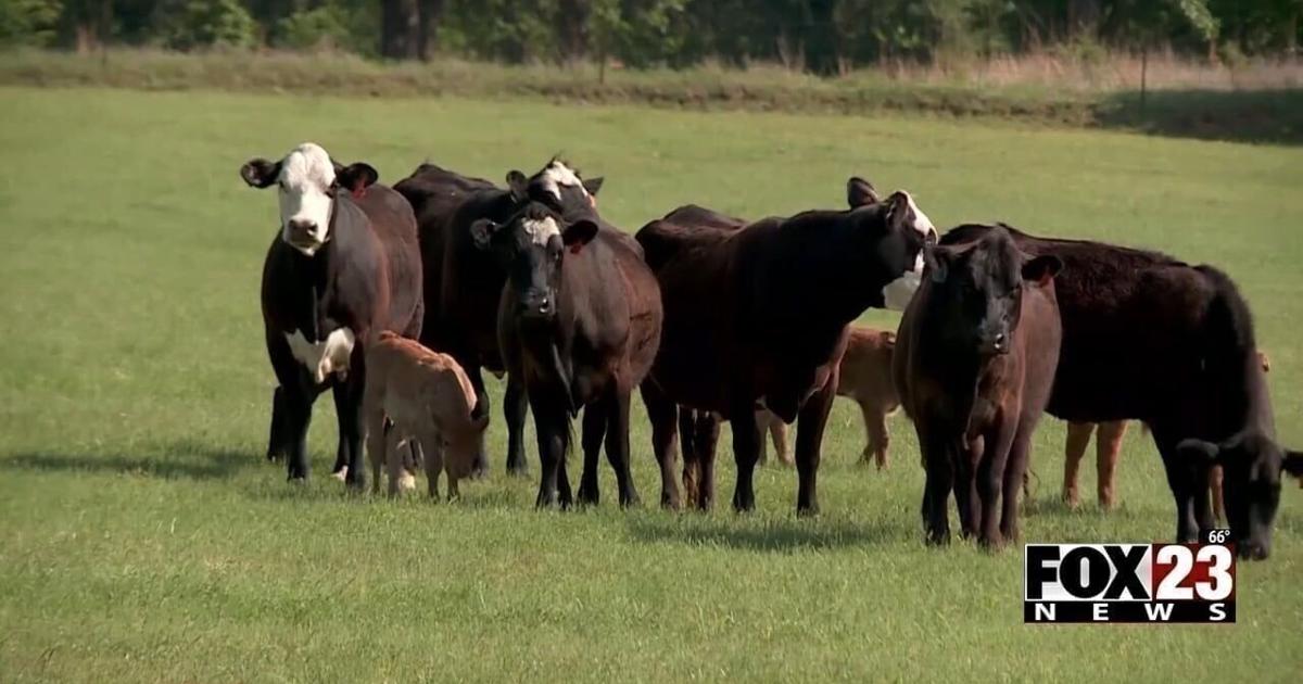 Oklahoma Cattlemen's Association says Trump doesn't need to mess with the beef market