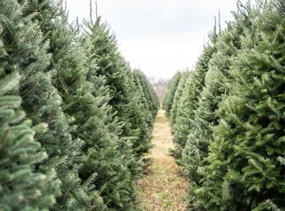 Tulsa, Owasso offer free curbside Christmas tree pick-up
