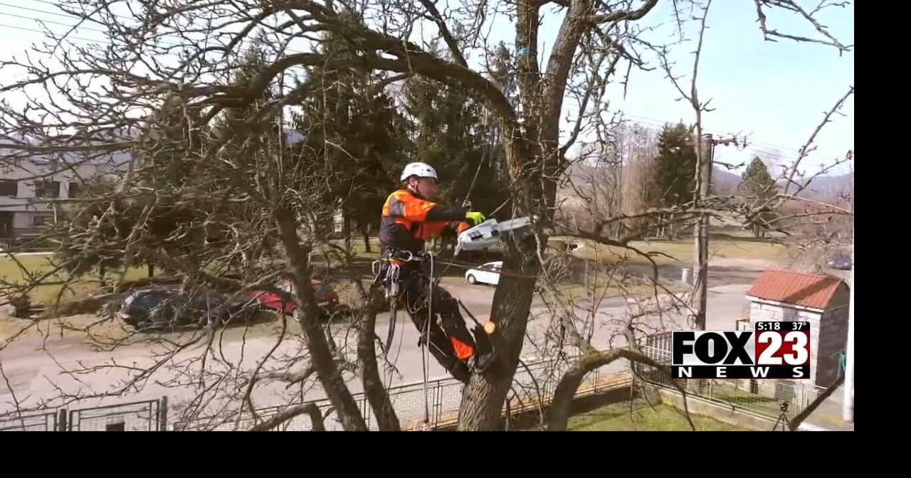 Certified arborist shares why caring for trees in your yard can save ...