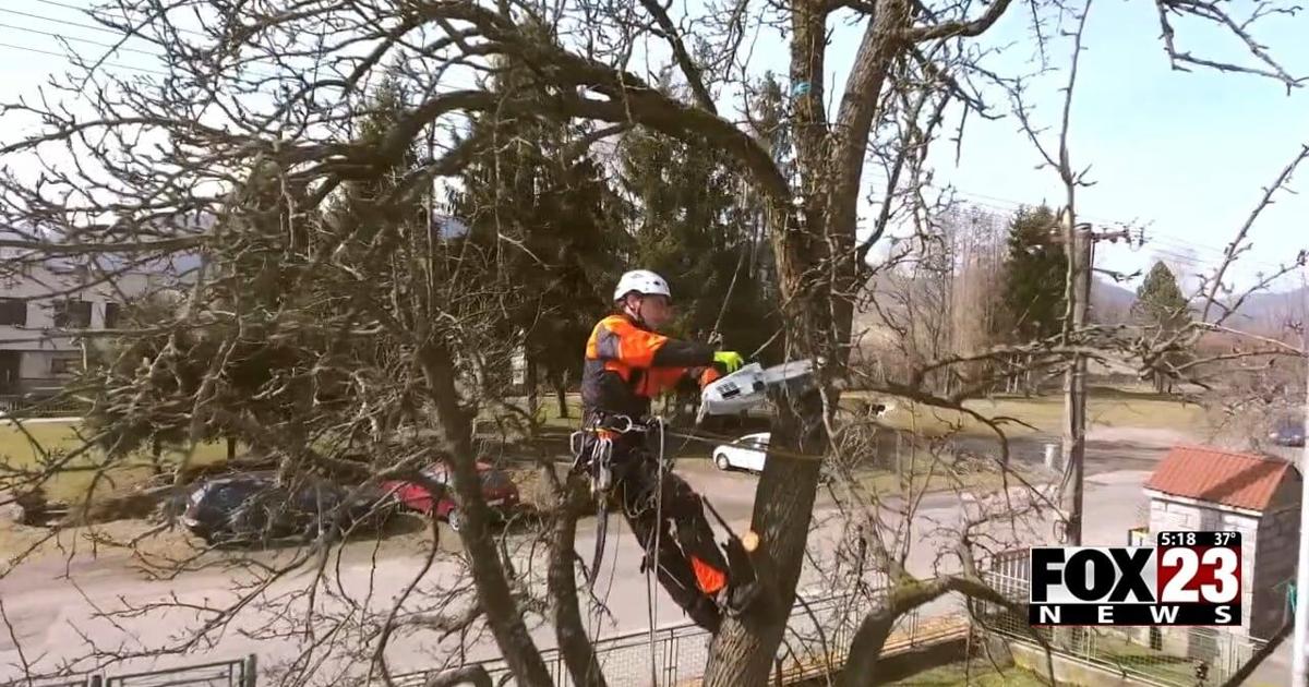 Certified arborist shares why caring for trees in your yard can save ...