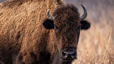 US to focus bison restoration on expanding tribal herds | News 
