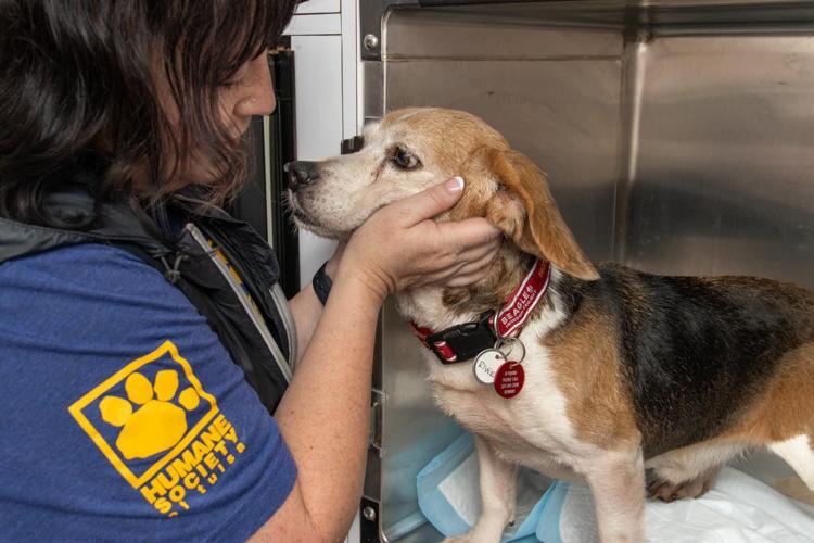 Photos Dozens of animals pulled from Oklahoma testing facility, Humane