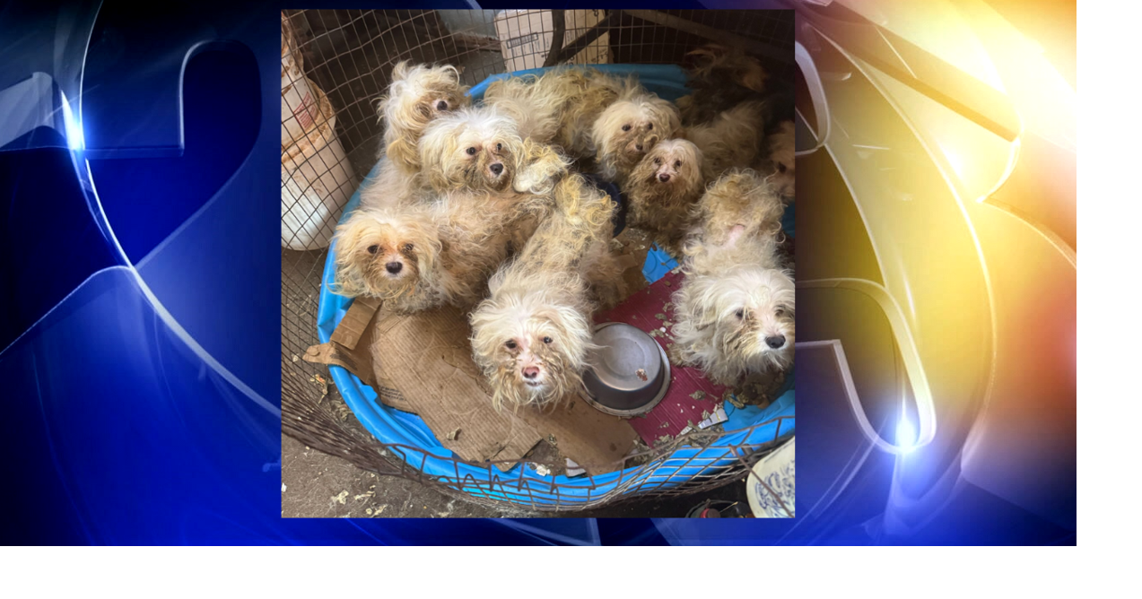 Humane Society of Tulsa asks for help after rescuing over 400 Maltese dogs from Stroud business