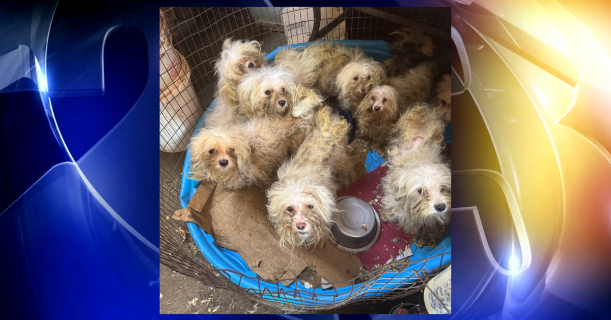 Humane Society of Tulsa asks for help after rescuing over 400 Maltese dogs from Stroud business