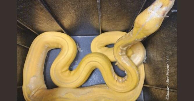 8 foot python long found loose in Oklahoma City trailer park | Local ...
