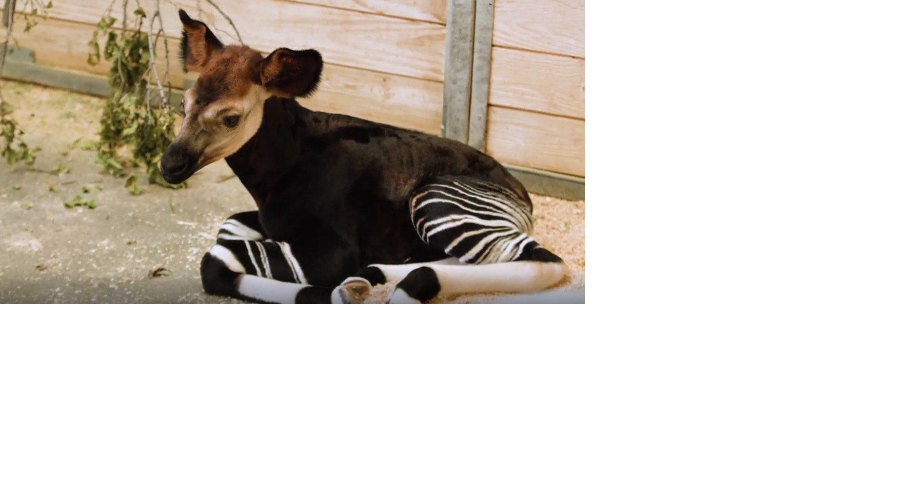 Endangered okapi calf born at OKC Zoo | News | fox23.com
