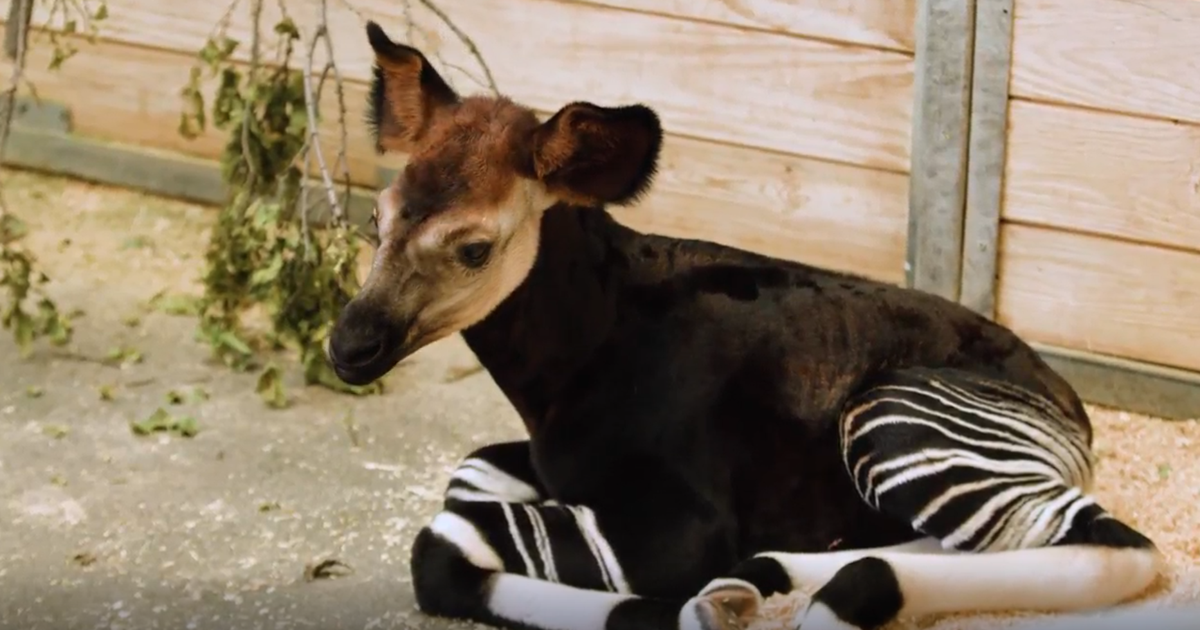 Endangered okapi calf born at OKC Zoo | News | fox23.com