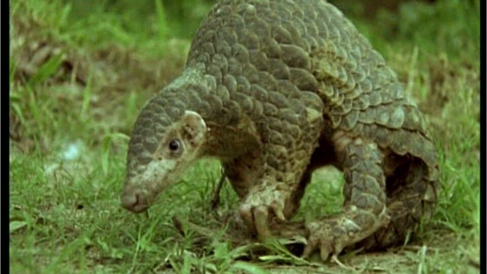 giant pangolin skull