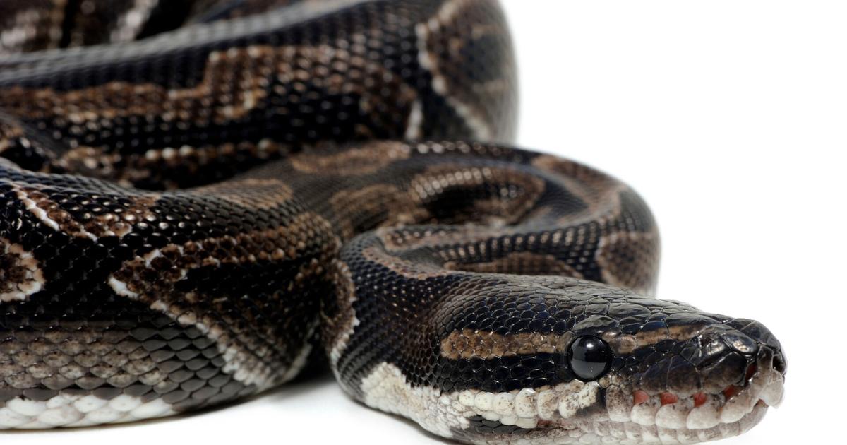 Pet python named ‘Chompers’ saves owner during armed robbery | Trending ...