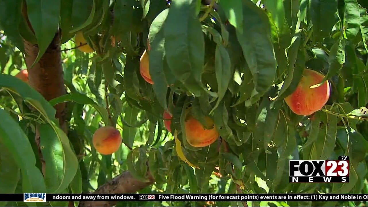 Hanna mernere fapello