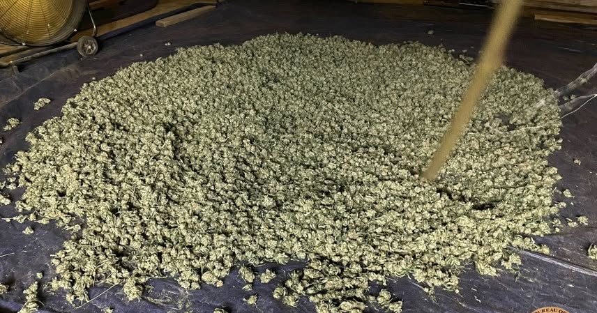 大麻捌隊 OBN, OCSO seize 12,899 marijuana plants during search warrant of