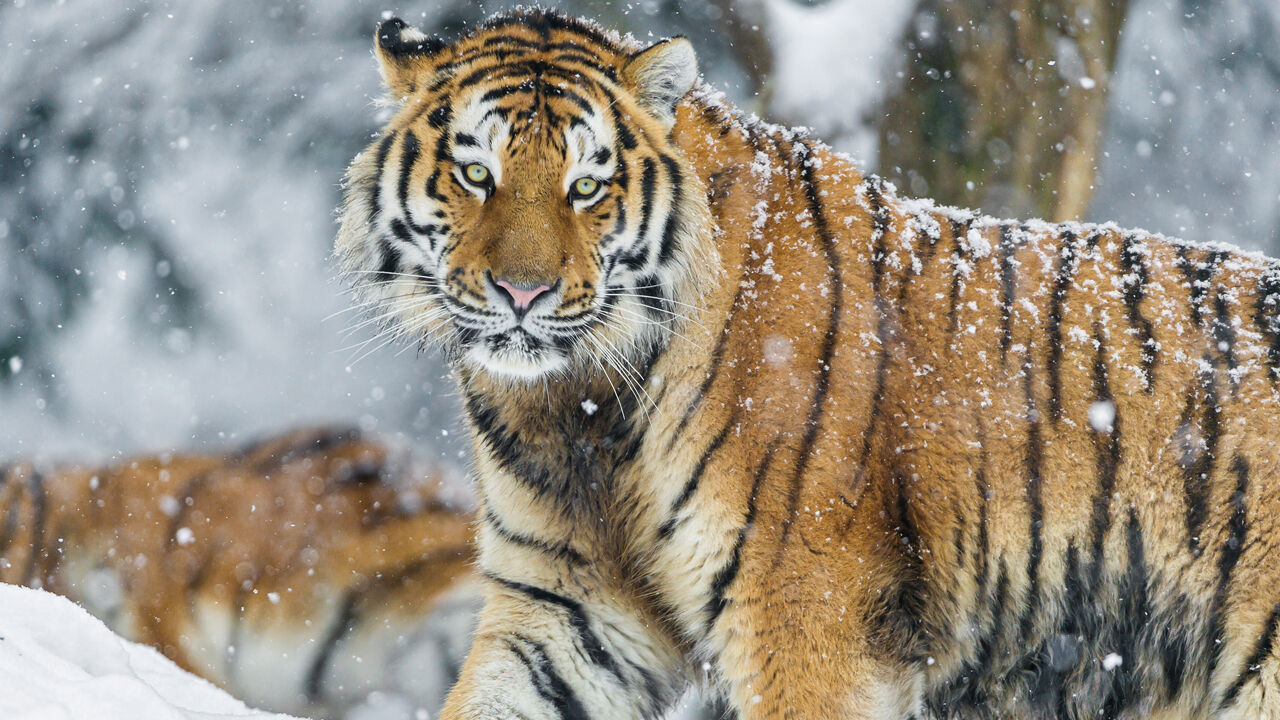 Three Amur tiger cubs born at Minnesota Zoo after father's death