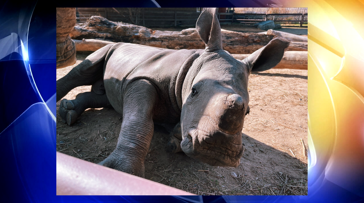 Tulsa Zoo's white rhino 'Hodari' moving to another zoo | News