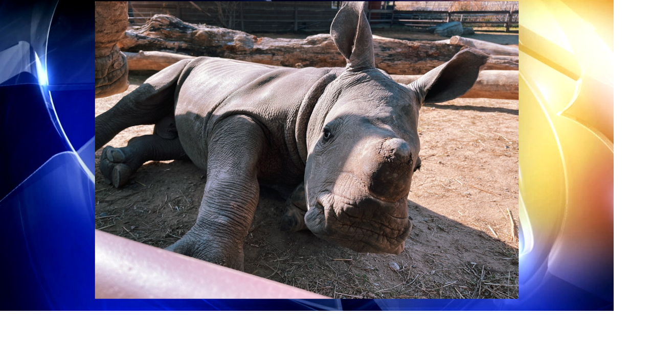 Tulsa Zoo's white rhino 'Hodari' moving to another zoo | News