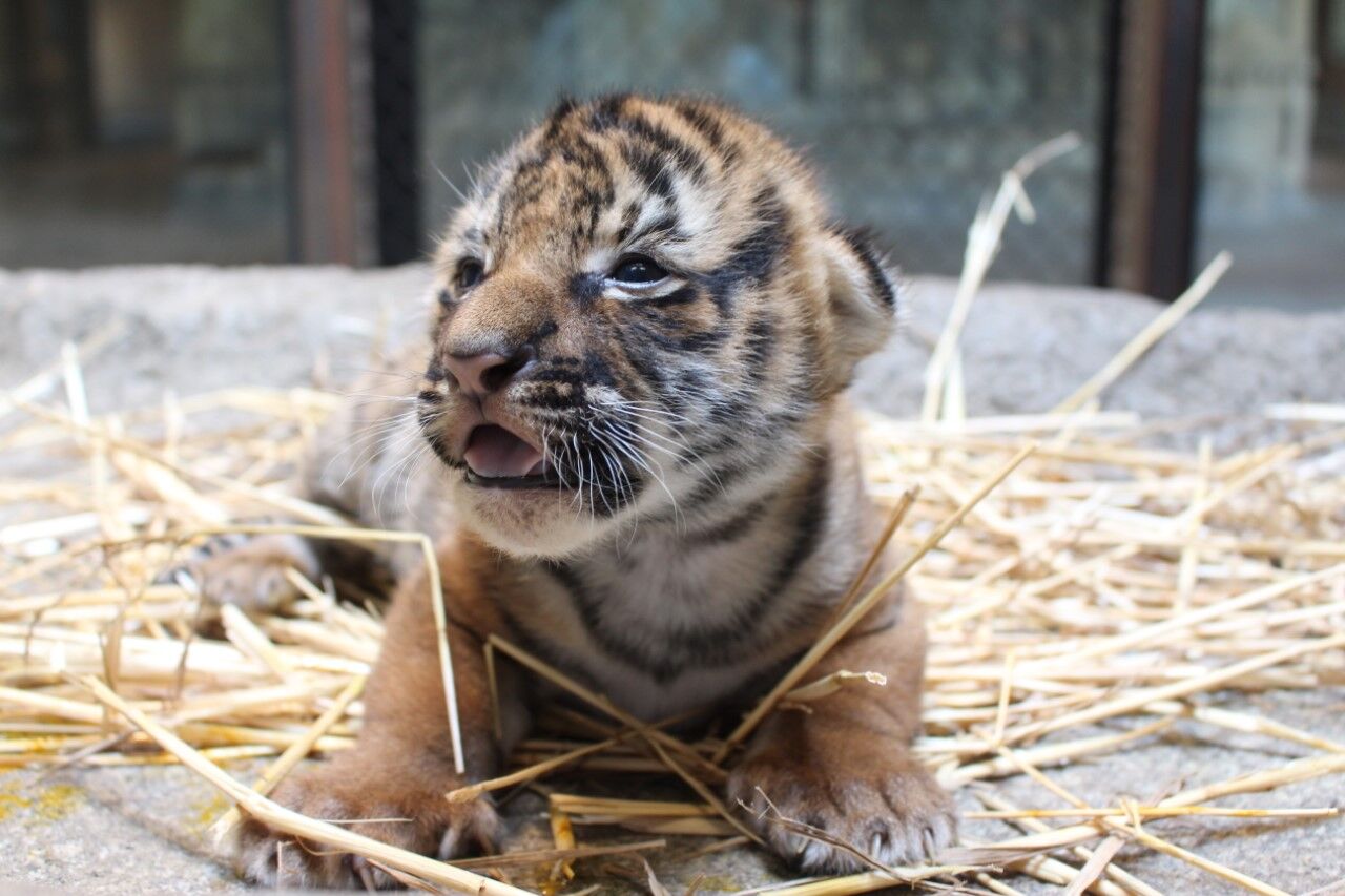 Zoo visitors name newborn tiger cubs