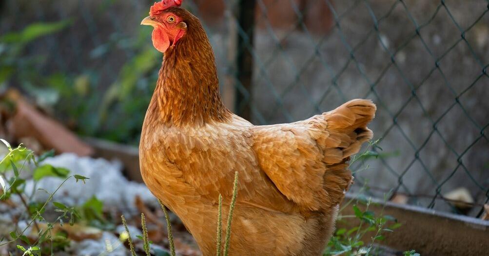 Federal judge pauses monetary penalties in poultry pollution judgement, orders clean to go forward