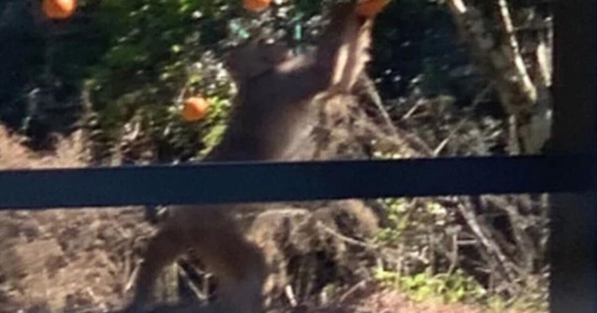 Invasive monkeys spotted eating oranges in Florida neighborhood ...