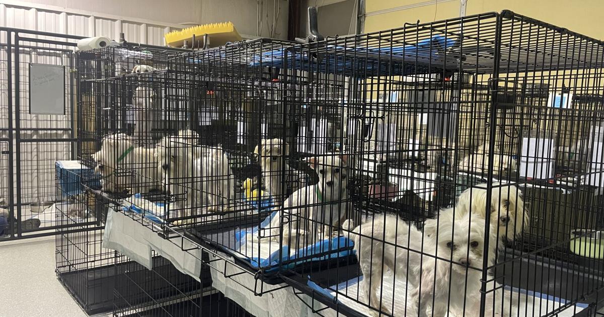 Skiatook Paws and Claws closed for intake until further notice, seeking help from community