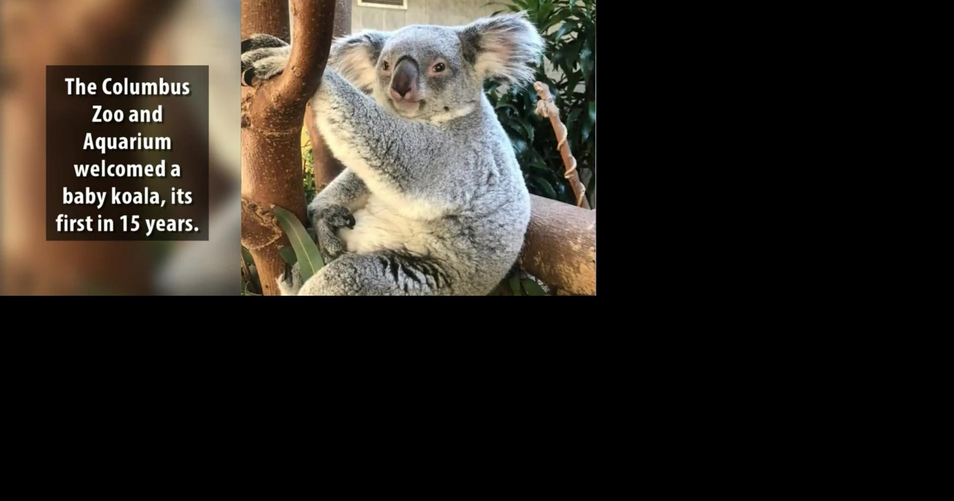 Ohio zoo first baby koala in 15 years Trending