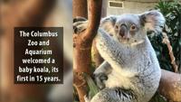 First koala bear baby born at Columbus Zoo in 15 years