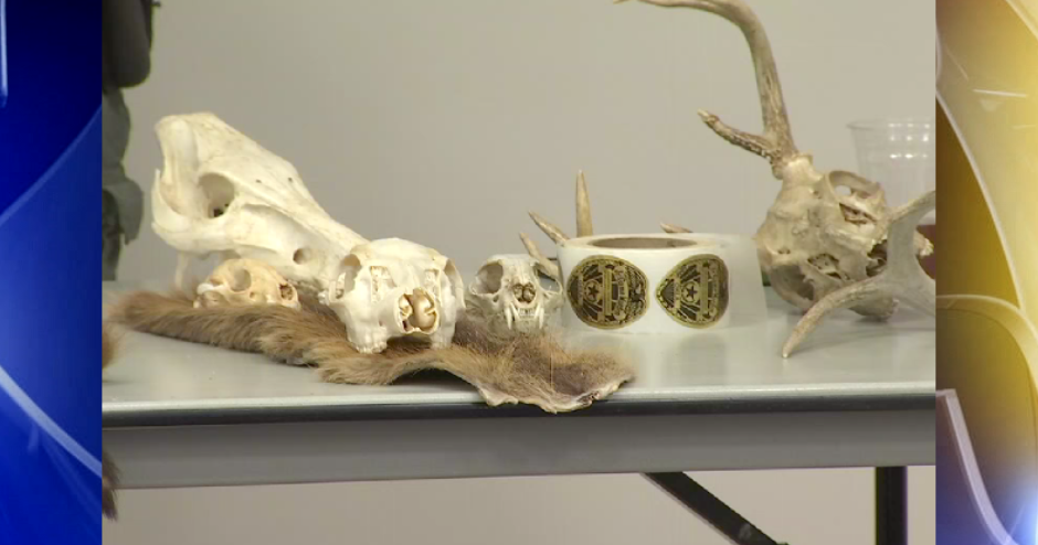 Oklahoma Dept. of Wildlife Conservation brings "Skins and Skulls!" to Glenpool Library