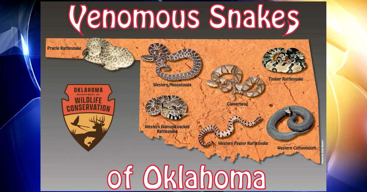 Doctors warn people to be mindful of snakes and their bites this time of year