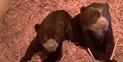 The Cubs bear cub and C logo on the jersey chest during the