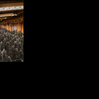 Oklahoma AG announces arrests tied to alleged $1.5B marijuana operation