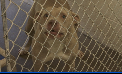 Washington County SPCA in dire need of adoptions | News 
