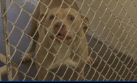 Spca washington county 2025
