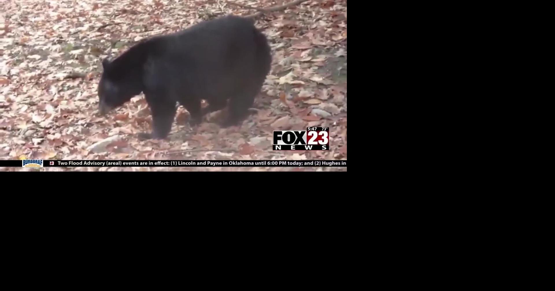 Video: Oklahoma Department of Wildlife Conservation says state’s black bear population is slowly expanding
