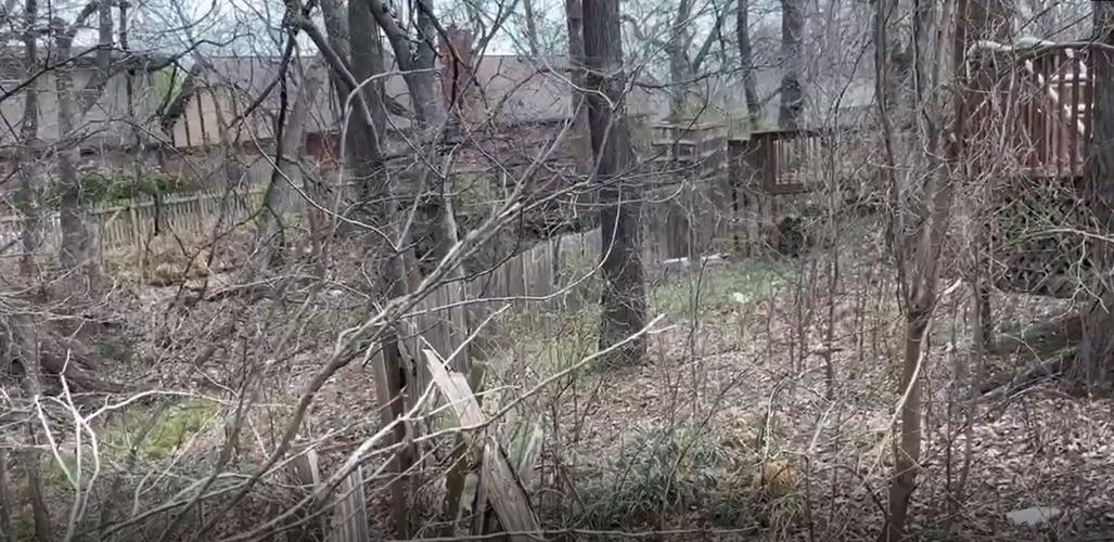 South Tulsa puppy survives coyote attack in broad daylight | News