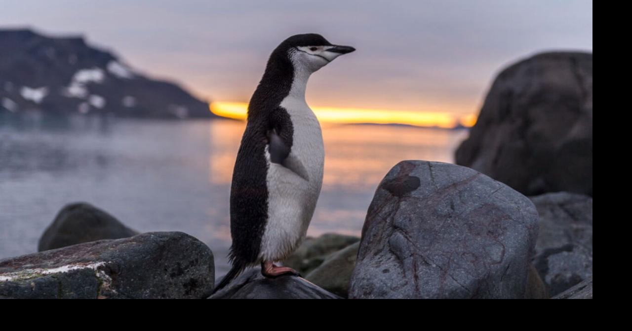 St. Louis Zoo penguins travel through snow to visit polar bears