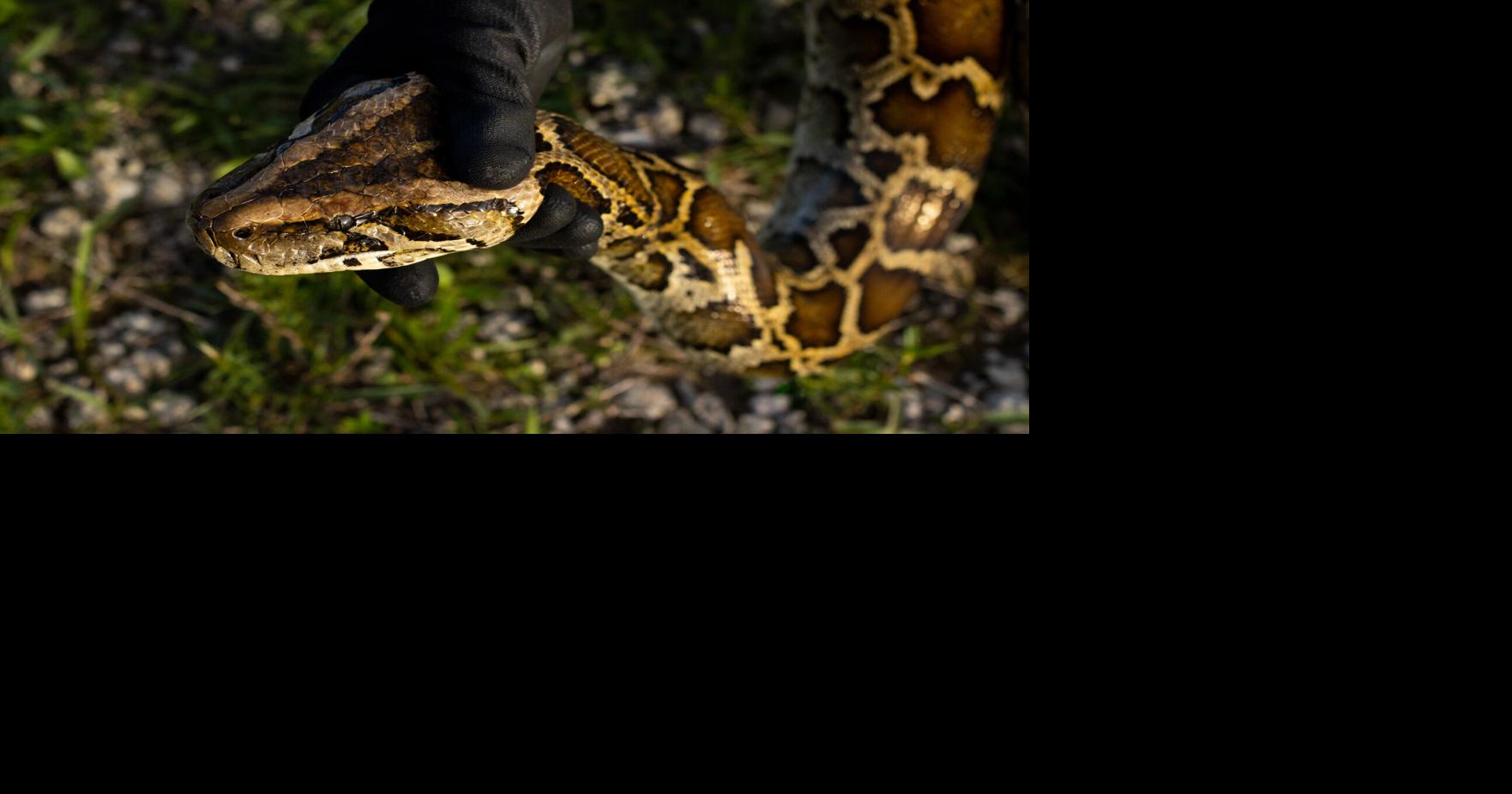 How Burmese Pythons Took Over the Florida Everglades